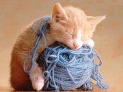 Chaton (1024x768px)