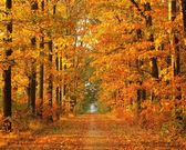 Forêt en automne (1280x1024px)