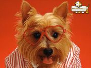 Chien déguisé (1024x768px)