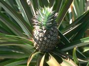ananas (800x600px)