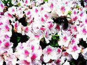 Sony Vaio (1024x768px)