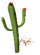 Plante cactus (81x110px)