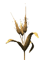 Plante divers (84x120px)