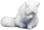 Chat blanc (150x102px)