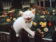 chat qui rigole (1024x768px)