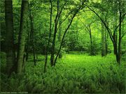 forêt (1024x768px)