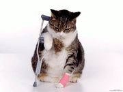 Humour- chat avec une béquille (1024x768px)