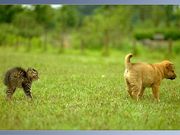 Chien et chat (1024x768px)