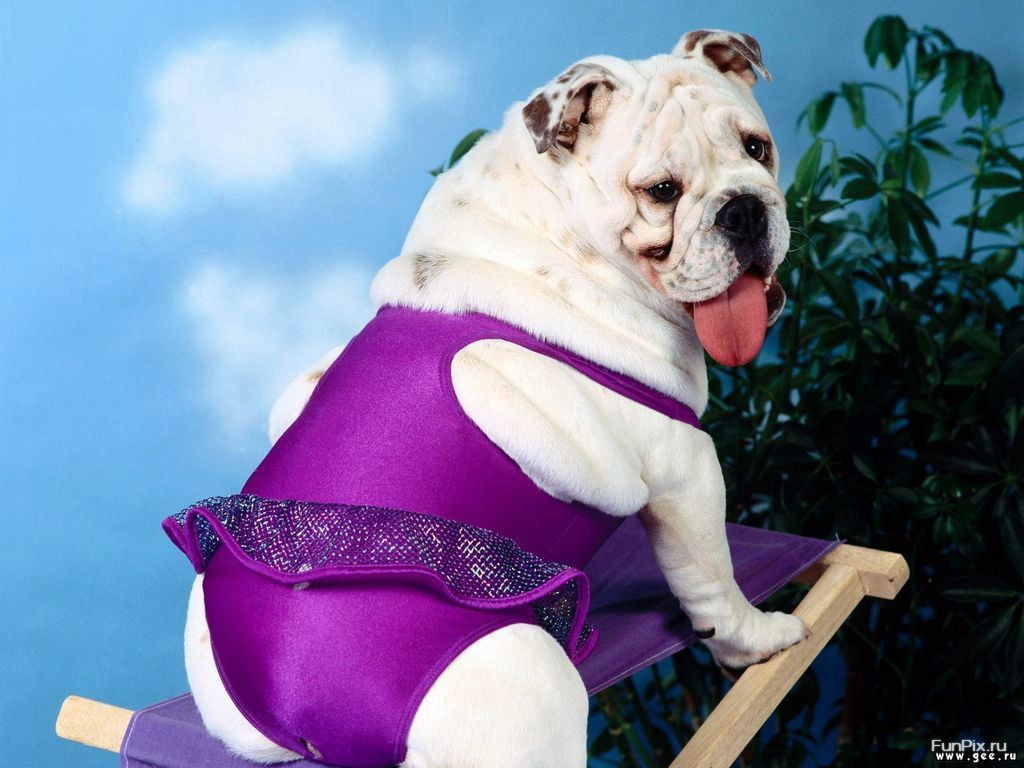 Humour- chien en maillot de bain