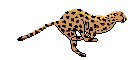 Leopard (140x60px)